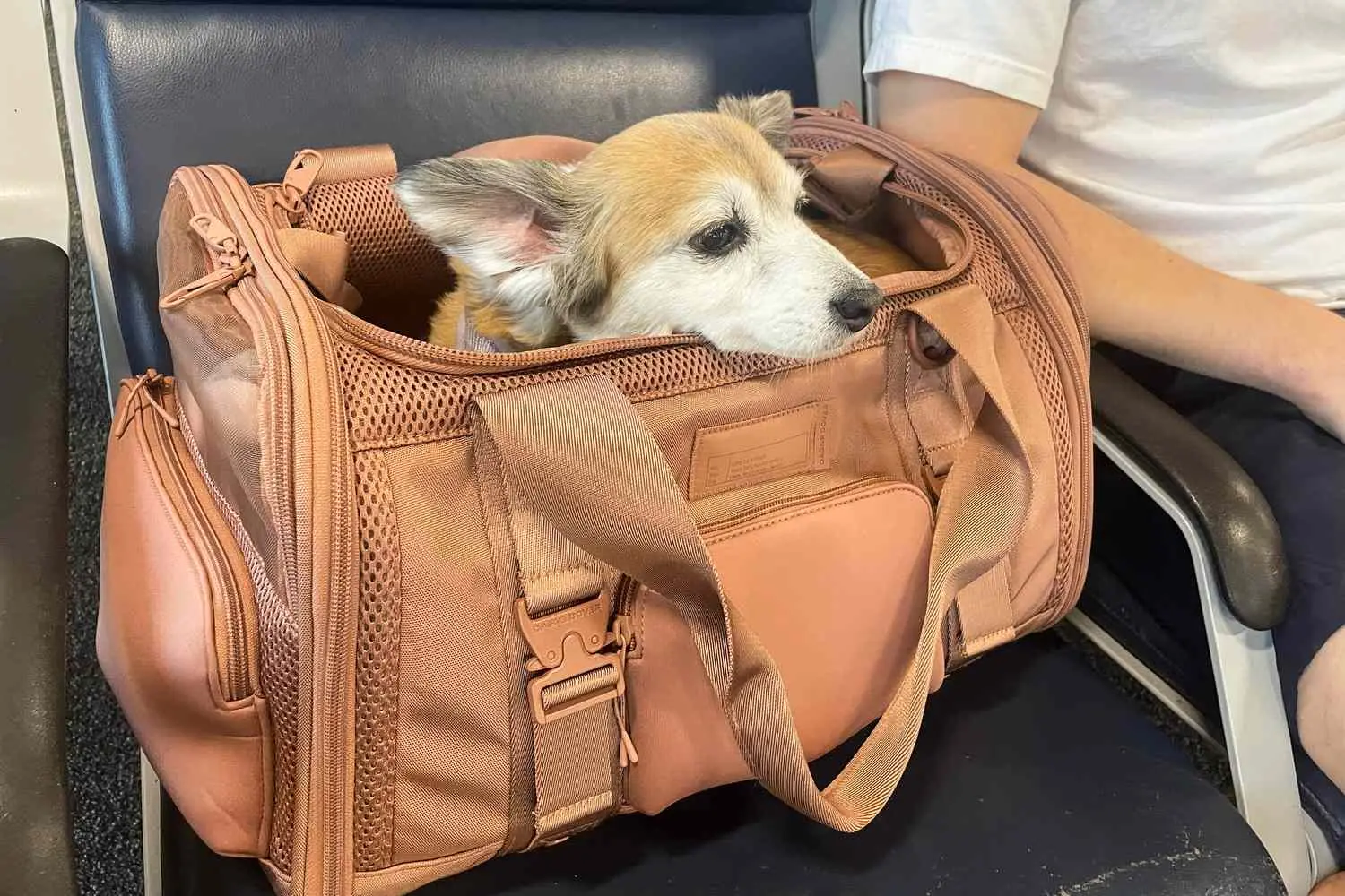 Dog in travel carrier for bringing pets to Spain by air